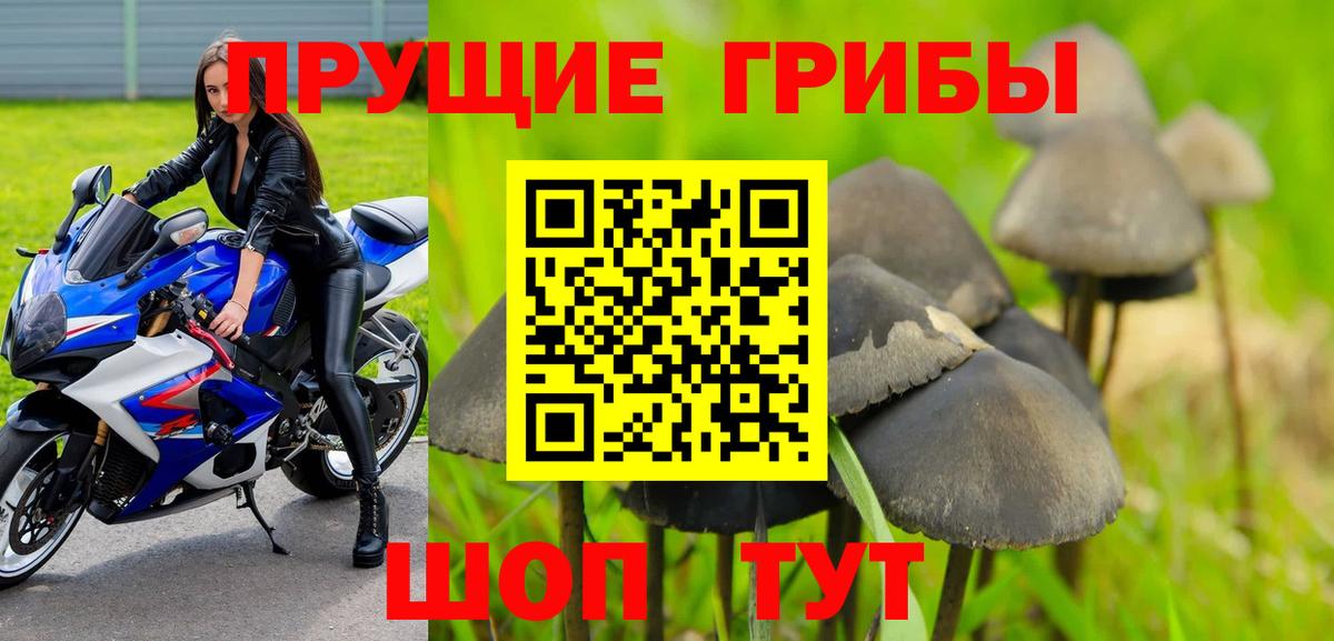 Новозыбков  Псилоцибиновые грибы MAGIC MUSHROOMS  Вход с VPN 